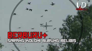 WOW..😲 Belibisnya Beribu - KOLONI BELIBIS BAHARI