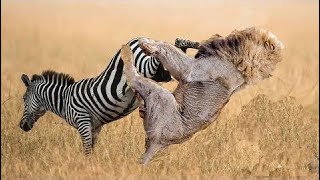 View Deadliest | Animals Attacks On Lion Buffalo vs Lion vs zebra Animal attack. Nature &amp; Wildlife