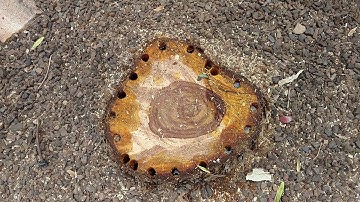 Sissoo Tree - How to Kill the Root System step by step