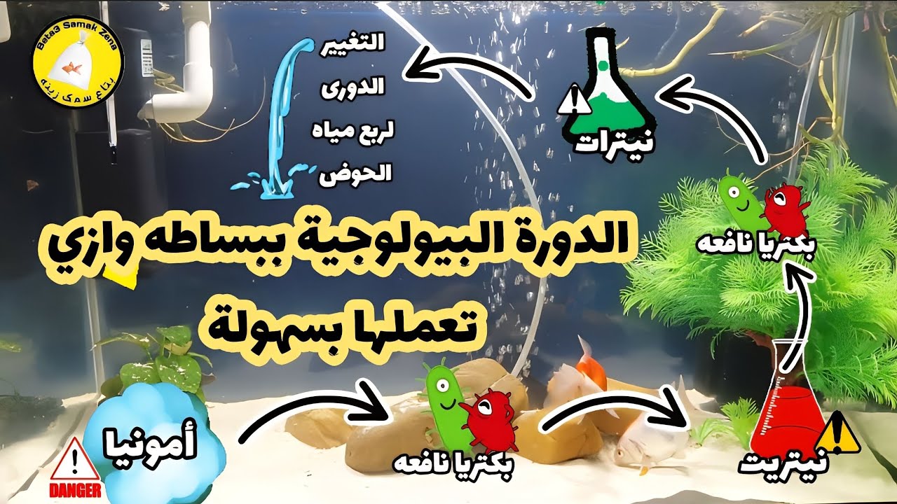 الدورة البيولوجية ببساطه وإزاي تعملها بكل سهولة