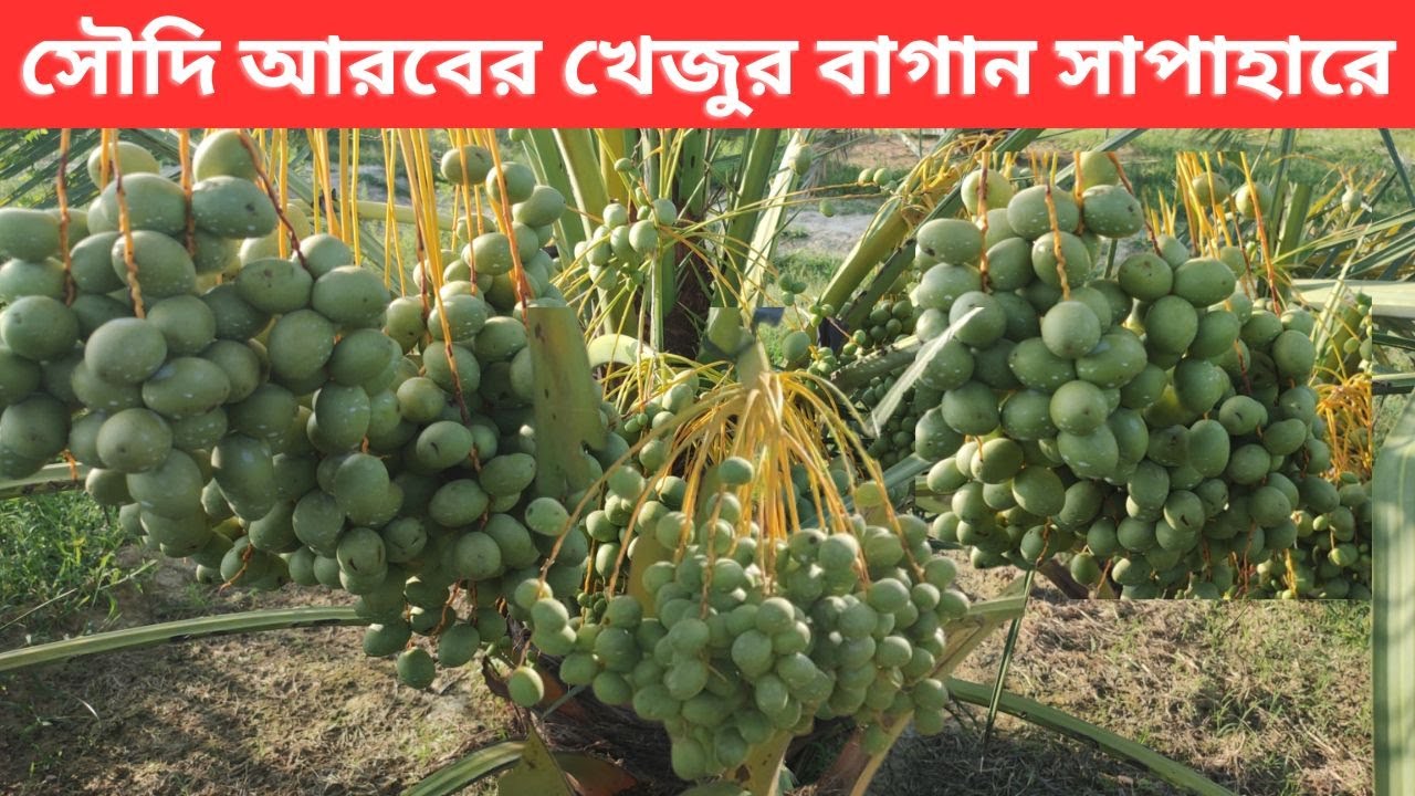 সাপাহারে চাষ হচ্ছে সৌদি আরবের খেজুর ।। Saudi Arabian Date Cultivation in Sapahar