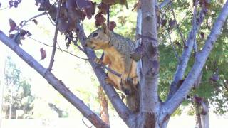 JASON VS Squirrel