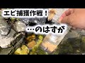 メダカビオトープで増えすぎたミナミヌマエビ捕獲作戦をした結果…