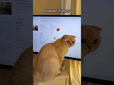 Browser History Kikicutekitty Internet Searchhistory Funfacts Scottishfold Didyouknow