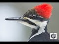 Cri du grand piccall of the pileated woodpecker