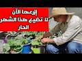ماذا يزرع في شهر 6 و 7 أفضل 7 نباتات تتحمل حرارة الصيف وتنجح ماذا يزرع في شهر 6 و 7 أفضل 7 نباتات تتحمل حرارة الصيف وتنجح