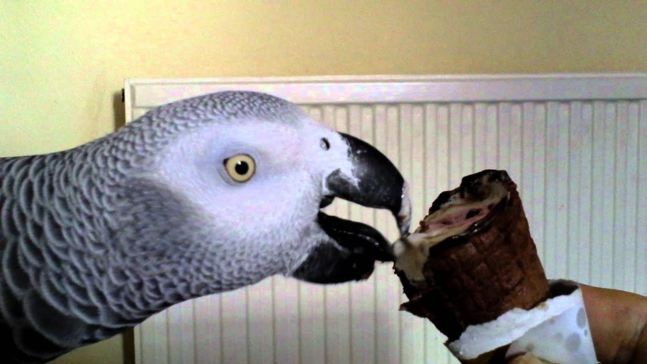 Parrot and ice cream YouTube