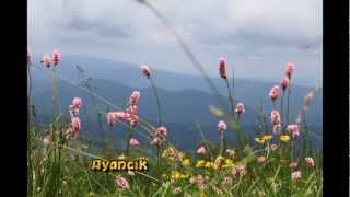Tek Aşkimsin Ayancik