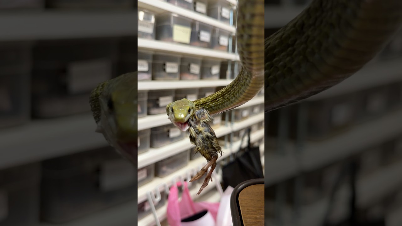 Snake attack🐍!!! #reptile #爬虫類 #reptiles