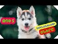 ԹՈՓ 5 ԱՄԵՆԱԽԵԼԱՑԻ ՇՆԵՐԸ #youtubeAM