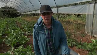 Whole Farm Scouting – Basic Techniques
