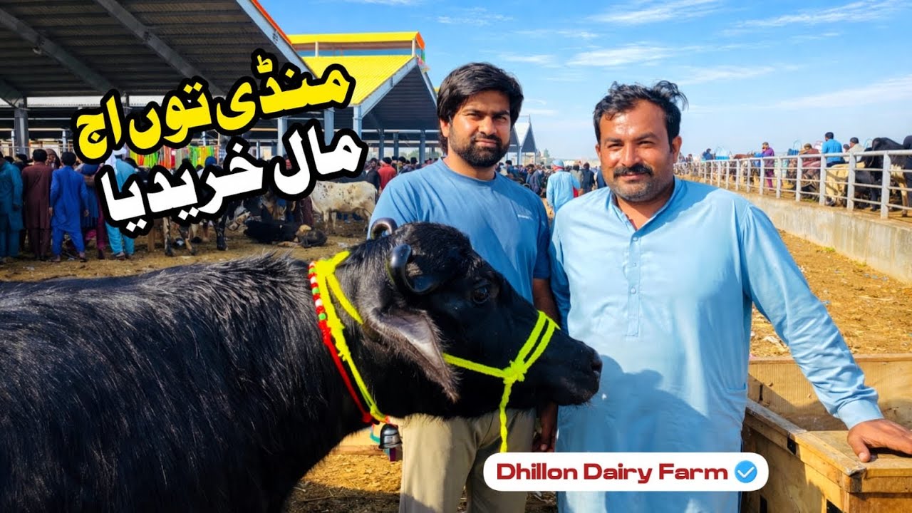 Waqar  bhinder te Numberdar ne laa ke dittya chotiya / Dhillon deiry faram