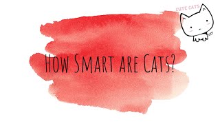 How Smart are Cats? by CuteCats LoveLove 7 views 2 years ago 2 minutes, 35 seconds