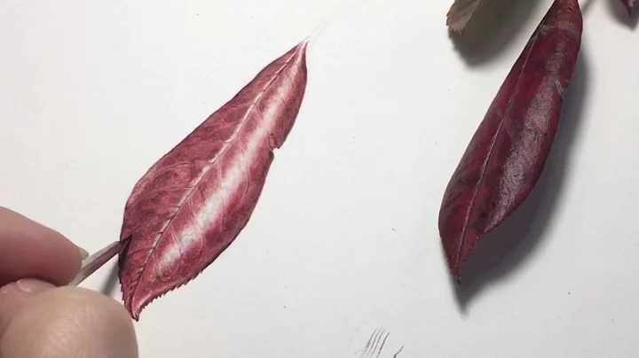 7. Finishing touches to a Photinia Leaf