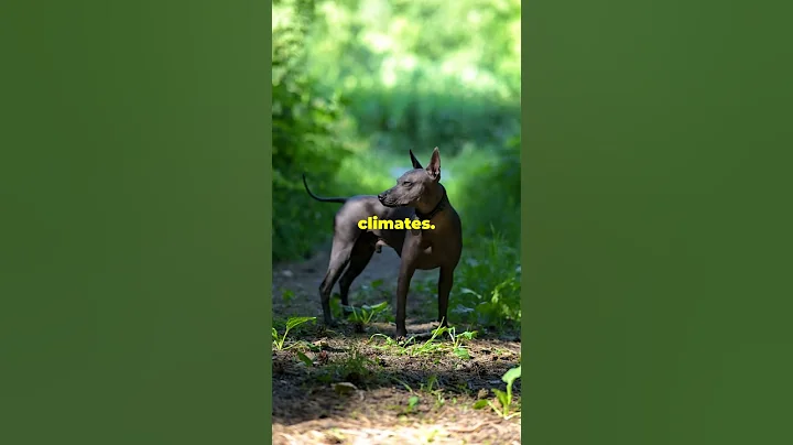 Video 5952451: sphynx cat, sphynxcat, hairless pets, hairless animals