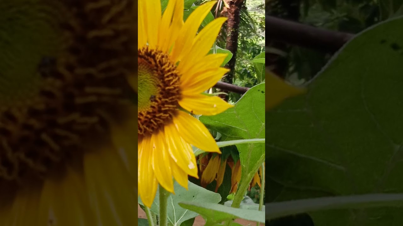 Cara budidaya madu klanceng .omset jutaan rupiah 