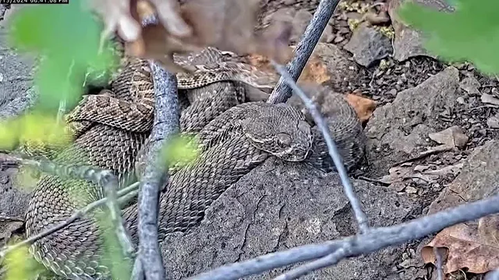 Webcam monitors hundreds of rattlesnakes at a Colorado ‘mega den’ for citizen science