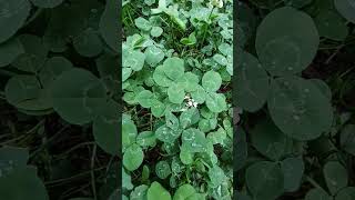 More 4 Leaf Clovers For Trip 