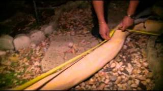 Raw: Huge Python Found Hiding in Florida Shed Profile