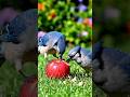 hungry birds apple eats #hungrybirds