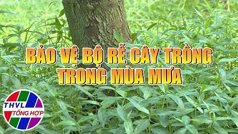 Nông nghiệp bền vững: Bảo vệ bộ rễ cây trồng trong mùa mưa