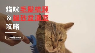 【新手養貓】貓咪照顧的6個小技巧，毛髮梳理＆貓砂盆清潔攻略，讓貓咪清爽舒適！ #新手養貓 #養貓知識 #寵物解答 | 貓咪怎麼養 catknowledges