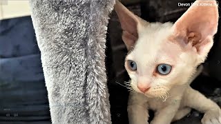 Devon Rex Kittens 7 Weeks Old Adorable Kittens Playing For Sale!