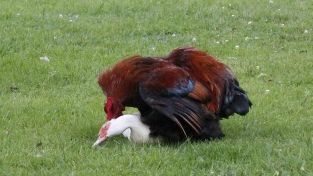 A galinha e o pato