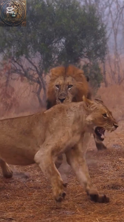 amhale ndzhenga y leona nkuhuma🦁🧡#viralvideo #lionnation #lionking #wildlife #bigcat #animals #cute