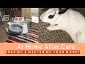 Spaying & Neutering Your Bunny| At Home After Care Tips