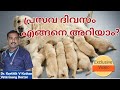 Dog pregnancy malayalam|Dog pregnancy week by week|Pregnant dog symptoms|
