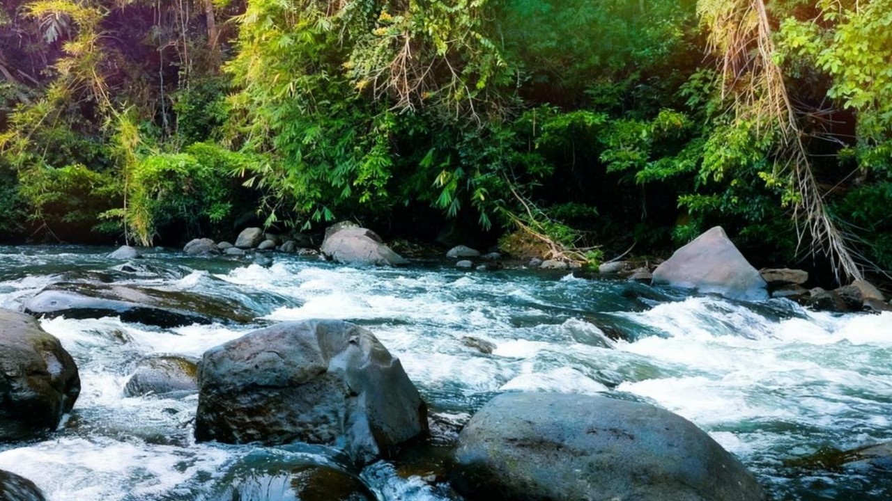 Gentle River Flow Sounds 🌊 Forest White Noise for Relaxation