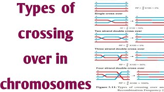 Crossing Over Types Of Crossing Ove In Chromosomes Double Crossing Over Single Cross Over Youtube