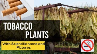 scientific name of tobacco Nicotiana 26. Tobacco.pdf