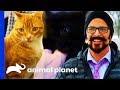 Jackson Galaxy Meets Cat Celebrities Cole & Marmalade! | My Cat From Hell