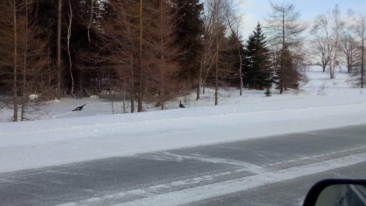 2 step scare the turkeys away YouTube