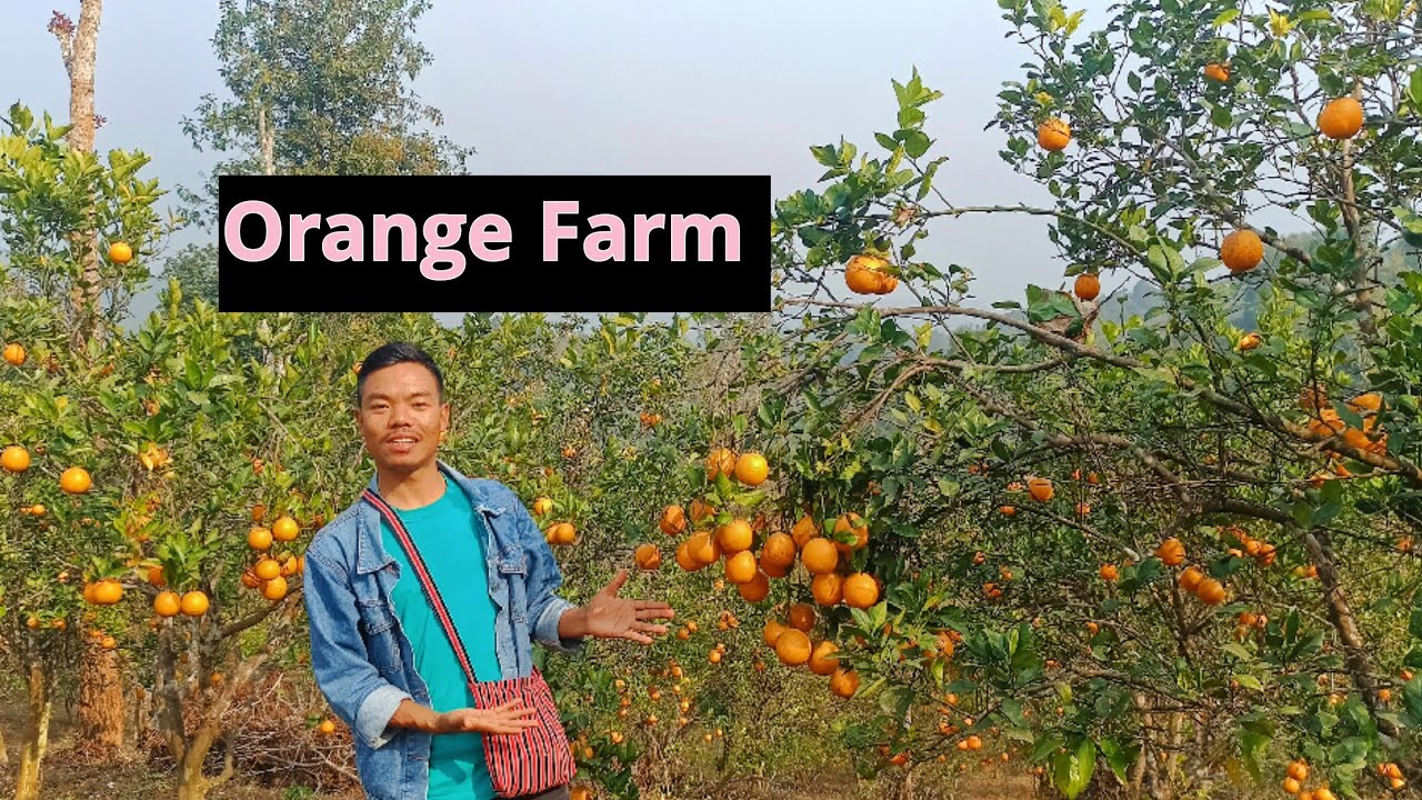 Orange Farm| Umlakro Farm| Meghalaya|