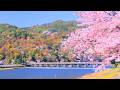 4K映像 桜の名所「京都 嵐山の桜　渡月橋　桂川　屋形船」cherry blossom Kyoto Japan 美しい四季 春 4月上旬 お花見 絶景自然風景 8K撮影