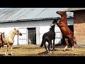 ТАБУН ЖЕРЕБЧИКІВ/КОНІ НА ПРОДАЖУ/КОНІ В УКРАЇНІ/HERD OF STALLIONS