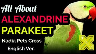 Alexandrine Parakeet A-Z Information. Alexandrian Parrot Breeding Cage Setup Diet Feed Disease Price