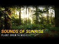 Sounds of Sunrise 🌱 Plant Growth Music!