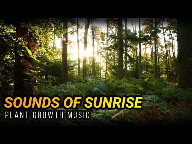Plant Growth Music! 🌱 Sounds of Sunrise - Maximize Your Plants Potential! class=