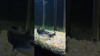 Gulper Catfish Eats Another Gulper Catfish