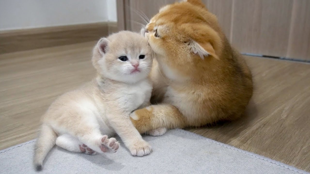 Picture of Sam cat is learning how to be a good mother by caring for her baby ...