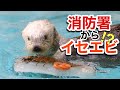 《鳥羽水族館》ラッコのメイが鳥羽消防本部から表彰を受けました！