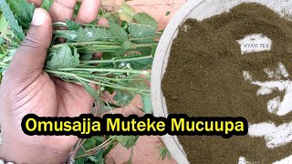 Omusajja Muloge Akwagale Nnyo Eddagala Lirino Omusa Akawulira Kayayaana