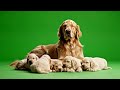 Dog with Puppies Green Screen Video | Cute Pet Chroma Key Footage 4K