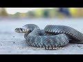Slithering Danger  Top 5 Most Poisonous  Snakes