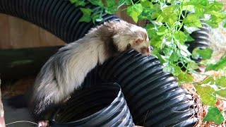 FERRETS React To Their New OUTDOOR ENCLOSURE