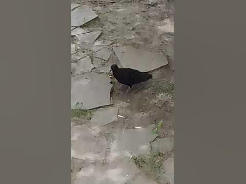 чёрный дикий голубь - YouTube